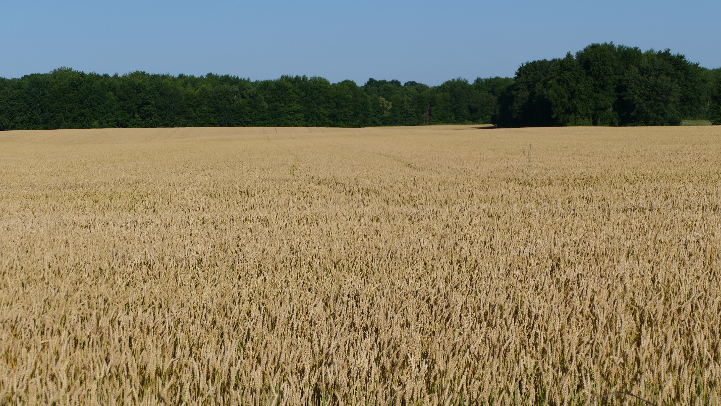 Winter wheat